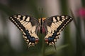 Close up on beautiful colored butterfly Papilio machaon sitting on a pink flower in a small garden. Swallowtail butterfly. Royalty Free Stock Photo