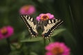 Close up on beautiful colored butterfly Papilio machaon sitting on a pink flower in a small garden. Swallowtail butterfly. Royalty Free Stock Photo