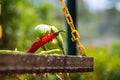 Close-up beautiful colored parrot in the park eating red hot pepper. Bird watching