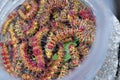 Close up of beautiful colored worms Farmers pests Royalty Free Stock Photo