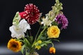 Close up of beautiful, colorful and  bright flowers  on black background. Royalty Free Stock Photo