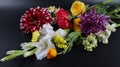 Close up of beautiful, colorful and  bright flowers isolated on black background. Royalty Free Stock Photo