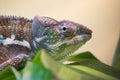 Close up of beautiful colorful chameleon looking at camera
