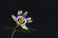 Close up of a beautiful colorful detailed passionflower with leaf, isolated against black dark background