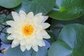 Beautiful colorful flowers of white petal lotus flowers with yellow pollen blooming and leaf in water background , ornamental Royalty Free Stock Photo