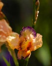 Close up of a beautiful iris flower Royalty Free Stock Photo
