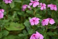 Close up beautiful and colorful Madagascar periwinkle flower Catharanthus roseus in garden Royalty Free Stock Photo