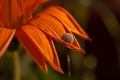 Close up of beautiful, colorful orange Gazania flower and a garden snail on a sunny day Royalty Free Stock Photo