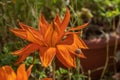 Close up of beautiful, colorful orange Gazania flower and a garden snail on a sunny day Royalty Free Stock Photo