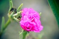 Close up the beautiful and colorful Portulaca flower