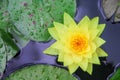 Beautiful colorful sweet yellowl lily lotus flowers  with water drops ,  green leaves blooming in  nature pond background top view Royalty Free Stock Photo