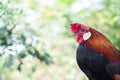 Close up beautiful colors of Red jungle fowl Gallus gallus,Wild Chickens with bokeh blurred nature Royalty Free Stock Photo