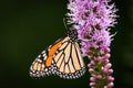 Monarch butterfly Danaus plexippus resting on a Blazing Star Liatris flower