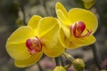 Close-up beautiful yellow and colorful orchid flower picture Royalty Free Stock Photo