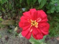 Close up of Beautiful of Commom Zinnia flower bloom.