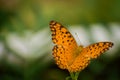 Close up of beautiful common leapord butterfly Royalty Free Stock Photo