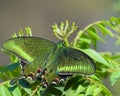 Close up of Beautiful Common peacock butterfly