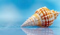 Close-up of a beautiful conch shell on a blue background, showcasing its intricate patterns and textures Royalty Free Stock Photo