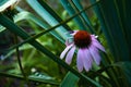 Close up of a beautiful coneflower surrounded by blade like green leaves