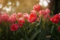 Close-up of beautiful coral orange tulip flowers with water drops in garden of evening mist with spraying water on flower field