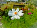 Close up of Beautiful cosmos flower.With Blurred background.Landscape of cosmos flowers.Honey bee Sitting on white Cosmos flower. Royalty Free Stock Photo