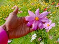 Close up of Beautiful cosmos flower.With Blurred background.Landscape of cosmos flowers.Honey bee Sitting on white Cosmos flower. Royalty Free Stock Photo