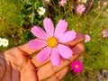 Close up of Beautiful cosmos flower.With Blurred background.Landscape of cosmos flowers.Honey bee Sitting on white Cosmos flower. Royalty Free Stock Photo