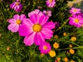 Close up of Beautiful cosmos flower.With Blurred background.Landscape of cosmos flowers.Honey bee Sitting on white Cosmos flower. Royalty Free Stock Photo