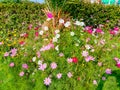 Close up of Beautiful cosmos flower.With Blurred background.Landscape of cosmos flowers.Honey bee Sitting on white Cosmos flower. Royalty Free Stock Photo