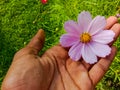 Close up of Beautiful cosmos flower.With Blurred background.Landscape of cosmos flowers.Honey bee Sitting on white Cosmos flower. Royalty Free Stock Photo