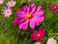 Close up of Beautiful cosmos flower.With Blurred background.Landscape of cosmos flowers.Honey bee Sitting on white Cosmos flower. Royalty Free Stock Photo