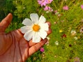 Close up of Beautiful cosmos flower.With Blurred background.Landscape of cosmos flowers.Honey bee Sitting on white Cosmos flower. Royalty Free Stock Photo