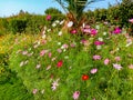 Close up of Beautiful cosmos flower.With Blurred background.Landscape of cosmos flowers.Honey bee Sitting on white Cosmos flower. Royalty Free Stock Photo