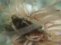 close up beautiful crab on anemones