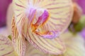 A close-up of a beautiful cream and red orchid flower. Royalty Free Stock Photo