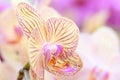 A close-up of a beautiful cream and red orchid flower. Royalty Free Stock Photo