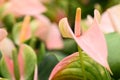 A close-up of a beautiful cream and red orchid flower. Royalty Free Stock Photo