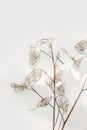Close-up of beautiful creamy dry Lunaria annua bouquet. Silver dollar money, honesty plant seeds against beige wall
