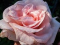 Close up of beautiful creamy-pink rose with dew drops on petals early in the morning in bright sunlight. Detailed, round water Royalty Free Stock Photo