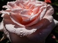 Close up of beautiful creamy-pink rose with dew drops on petals early in the morning in bright sunlight. Detailed, round water Royalty Free Stock Photo