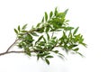 Branch with green leaves of pistachio tree on white background.