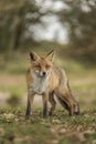 Close-up of a beautiful cute fox standing in the grass during autumn in the Netherlands, Amsterdamse waterleidingduinen.