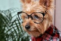 Close up of a beautiful cute muzzle of a small dog in big glasses for eyesight.