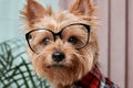 Close up of a beautiful cute muzzle of a small dog in big glasses for eyesight.