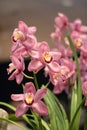 Cymbidium orchid Royalty Free Stock Photo