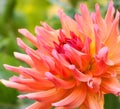 Close up beautiful Dahlia flower.