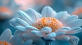 Close-up of a beautiful daisy in bloom