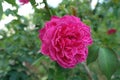 Beautiful Damask rose in the garden Royalty Free Stock Photo