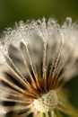 Close up of beautiful dandelion seeds with morning dew Royalty Free Stock Photo