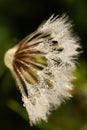 Close up of beautiful dandelion seeds with morning dew Royalty Free Stock Photo